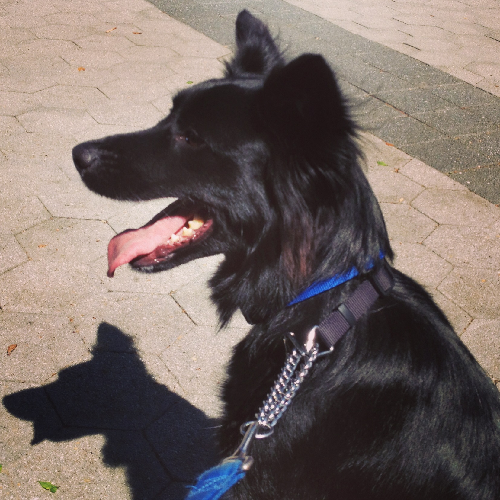 Fin! Best running buddy ever!