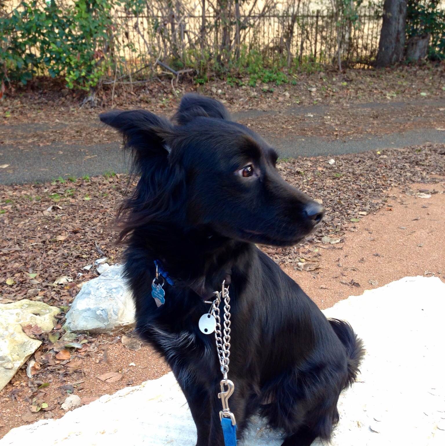 Finn!! My so-called running buddy